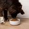 Show in main carousel: Waggo Cling Non-Skid Silicone Bottom Dog & Cat Bowl, White, Large, 8-cup slide 4 of 7