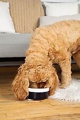 Waggo Dipper Ceramic Dog & Cat Bowl, Black, 4-cup slide 2 of 4