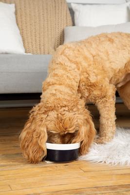 Show full view: Waggo Dipper Ceramic Dog & Cat Bowl, Black, 4-cup slide 3 of 6