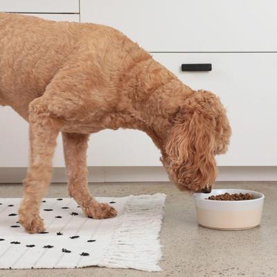 Show full view: Waggo Dipper Ceramic Dog & Cat Bowl, Buttercream, 4-cup slide 2 of 7