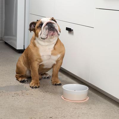 Show full view: Waggo Dipper Ceramic Dog & Cat Bowl, Buttercream, 4-cup slide 3 of 7