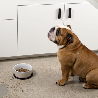 Show full view: Waggo Habit Circle Silicone Dog & Cat Placemat, 2 count, Black, Small slide 2 of 5