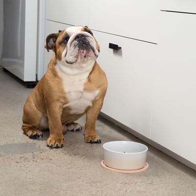 Show full view: Waggo Habit Circle Silicone Dog & Cat Placemat, 2 count, Rose, Medium slide 4 of 6