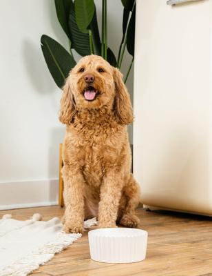 Show full view: Waggo Ripple Ceramic Dog Bowl, White, 4-cup slide 2 of 6