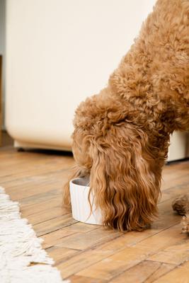 Show full view: Waggo Ripple Ceramic Dog Bowl, White, 4-cup slide 3 of 6