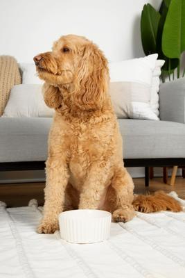 Show full view: Waggo Ripple Ceramic Dog Bowl, White, 4-cup slide 4 of 6