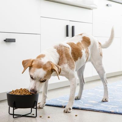 Show full view: Waggo Simple Solid Iron Dog & Cat Bowl Stand, Matte Black, Small slide 4 of 6