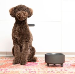 Waggo Uplift Elevated Ceramic Cat & Dog Bowl, Black, Large, 8-cup slide 2 of 7