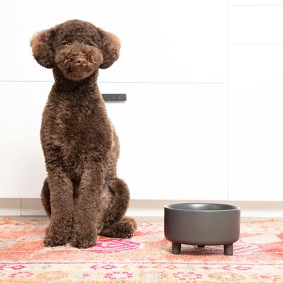 Show full view: Waggo Uplift Elevated Ceramic Cat & Dog Bowl, Black, Medium, 4-cup slide 2 of 9