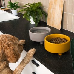 Waggo Uplift Elevated Ceramic Cat & Dog Bowl, Mustard, Large: 8-cup slide 2 of 5