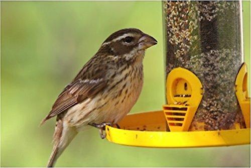 Show full view: Wagner's Finches Deluxe Wild Bird Food, 10-lb bag slide 4 of 8