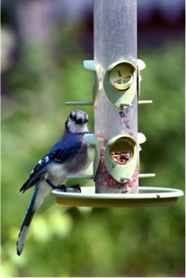 Show full view: Wagner's Four Season Wild Bird Food, 10-lb bag slide 5 of 6