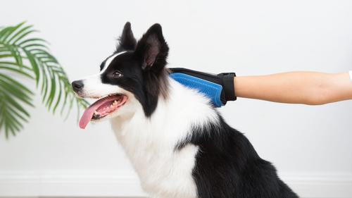 Show full view: Wags & Wiggles Dual Sided with Rubber Paw Dog Grooming Glove, 1 count slide 5 of 6