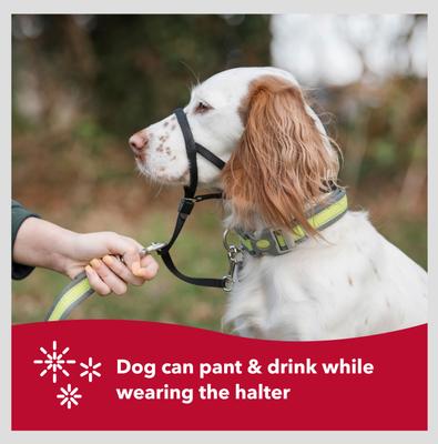 Show full view: Walk 'n Train Polyester Dog Headcollar, Large: 15 to 20-in neck slide 5 of 11