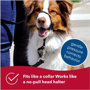 Walk 'n Train Polyester Dog Headcollar, Medium: 14 to 19-in neck