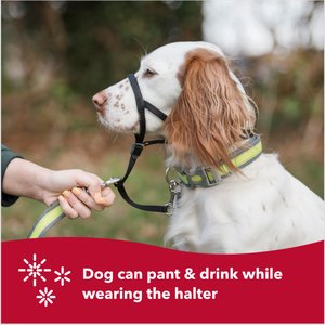 Walk 'n Train Polyester Dog Headcollar, Medium: 14 to 19-in neck