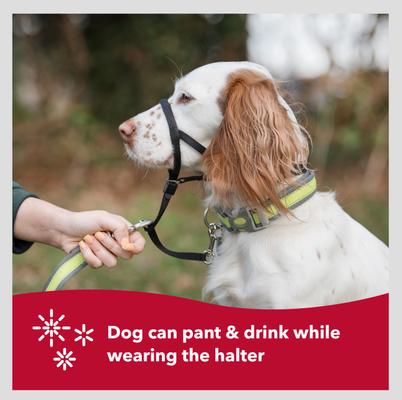 Show full view: Walk 'n Train Polyester Dog Headcollar, Small: 13 to 17-in neck slide 5 of 11