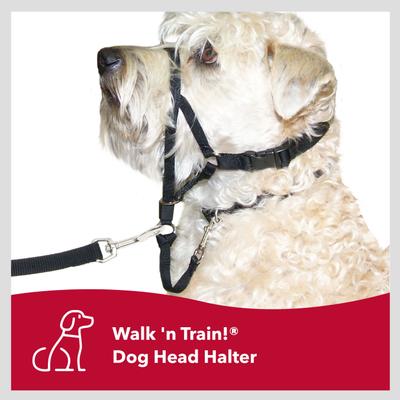 Show full view: Walk 'n Train Polyester Dog Headcollar, Small: 13 to 17-in neck slide 7 of 11