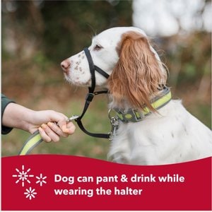 Walk 'n Train Polyester Dog Headcollar, X-Large: 17 to 24-in neck
