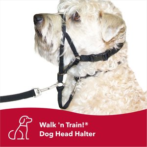 Walk 'n Train Polyester Dog Headcollar, X-Large: 17 to 24-in neck