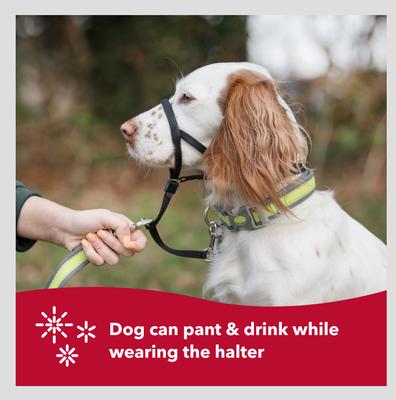 Show full view: Walk 'n Train Polyester Dog Headcollar, X-Small: 10 to 13-in neck slide 6 of 12