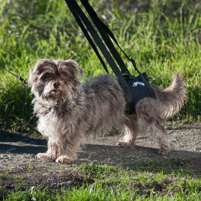 Show full view: WALKABOUT Airlift One Rear Support Dog & Cat Lifting Harness, Large slide 5 of 8