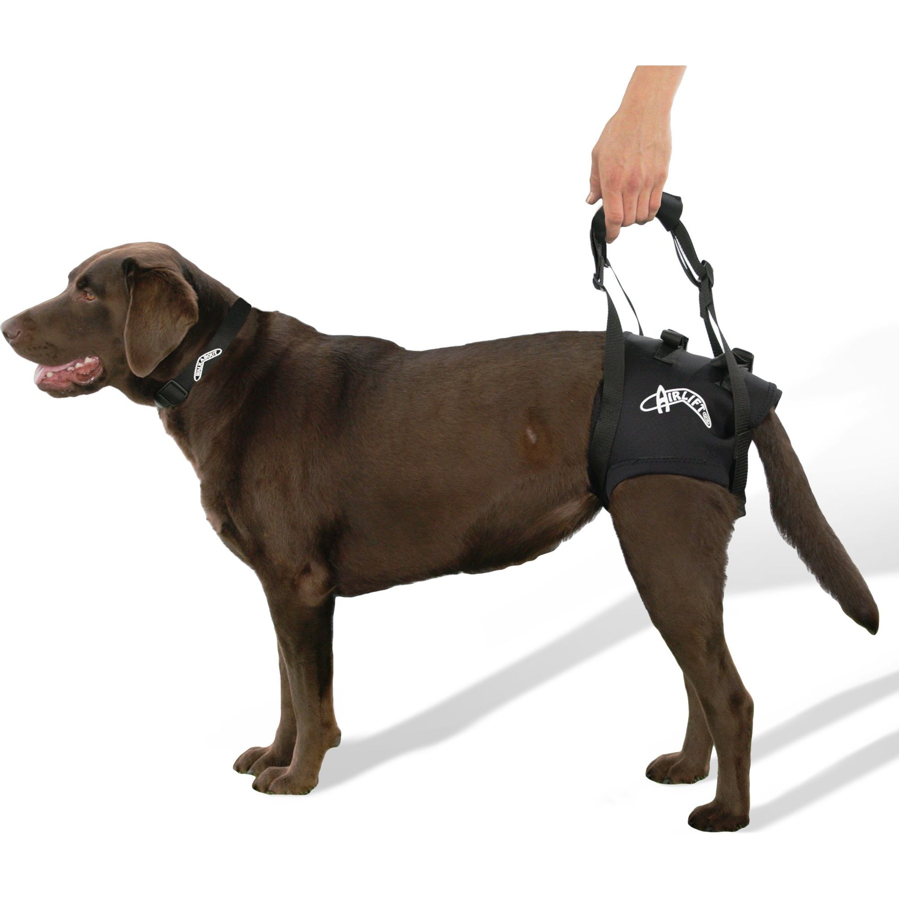WALKABOUT Airlift One Rear Support Dog & Cat Lifting Harness, Medium