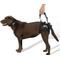 Show in main carousel: WALKABOUT Airlift One Rear Support Dog & Cat Lifting Harness, Medium/Large slide 1 of 8