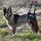 Show in main carousel: WALKABOUT Airlift One Rear Support Dog & Cat Lifting Harness, Medium/Large slide 6 of 8
