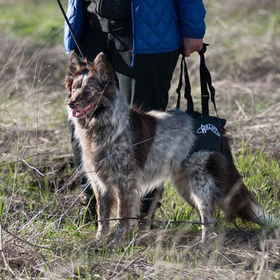 Show full view: WALKABOUT Airlift One Rear Support Dog & Cat Lifting Harness, Medium/Large slide 7 of 8