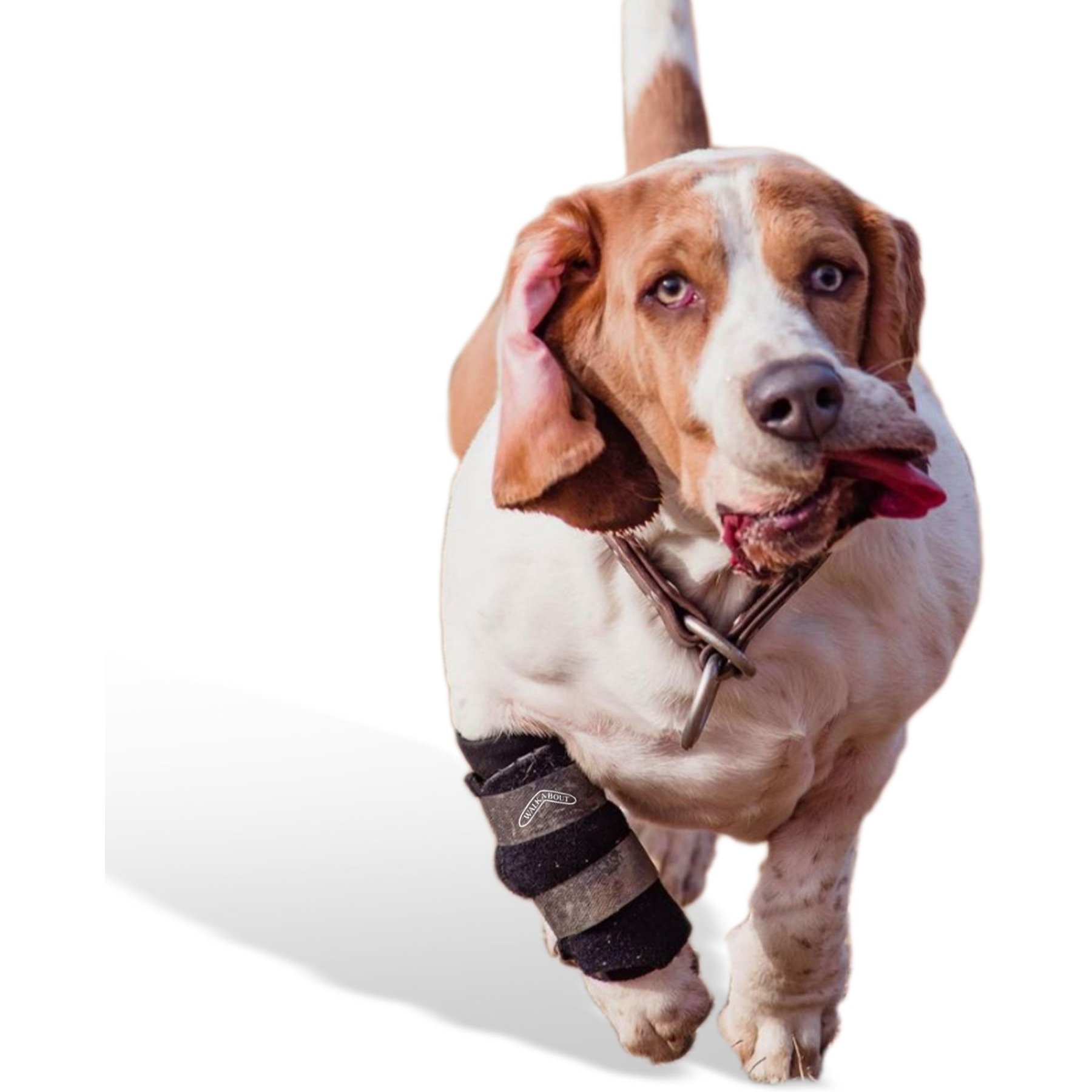 WALKABOUT Carpal Support Dog & Cat Brace, Medium