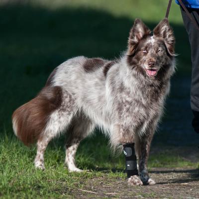 Show full view: WALKABOUT Carpal Support Dog & Cat Brace, Medium slide 4 of 8