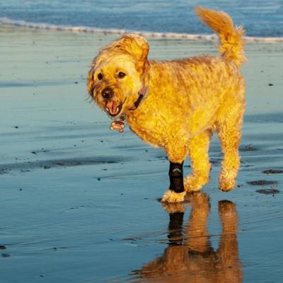 Show full view: WALKABOUT Carpal Support Dog & Cat Brace, Medium slide 6 of 8