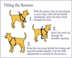 WALKABOUT Chest Halter Adjustable Dog & Cat Harness, Black, Medium slide 2 of 6