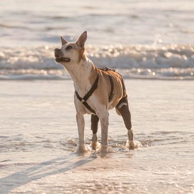 Show full view: WALKABOUT Chest Halter Adjustable Dog & Cat Harness, Black, Small slide 3 of 6