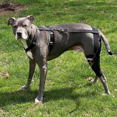 Show full view: WALKABOUT Chest Halter Adjustable Dog & Cat Harness, Black, Small slide 5 of 6