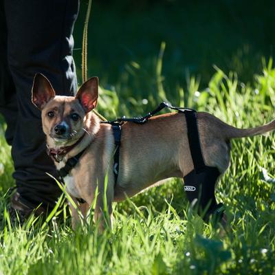 Show full view: WALKABOUT Chest Halter Adjustable Dog & Cat Harness, Black, X-Small slide 5 of 7