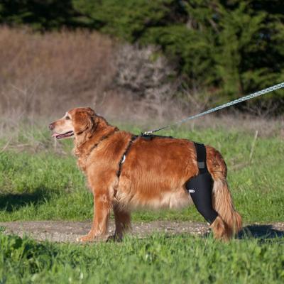 Show full view: WALKABOUT Dog & Cat Knee Brace, Black, Large Left slide 6 of 8