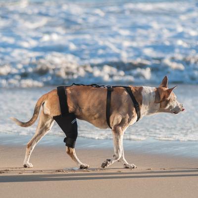 Show full view: WALKABOUT Dog & Cat Knee Brace, Black, Medium/Large Right slide 7 of 8