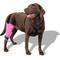 Show in main carousel: WALKABOUT Dog & Cat Knee Brace, Pink, X-Large Left slide 4 of 8