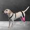 Show in main carousel: WALKABOUT Dog & Cat Knee Brace, Pink, X-Large Left slide 5 of 8