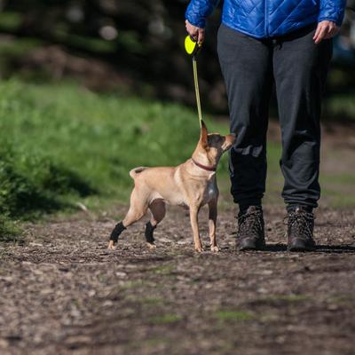 Show full view: WALKABOUT Hock Support Dog & Cat Brace, Large slide 5 of 7