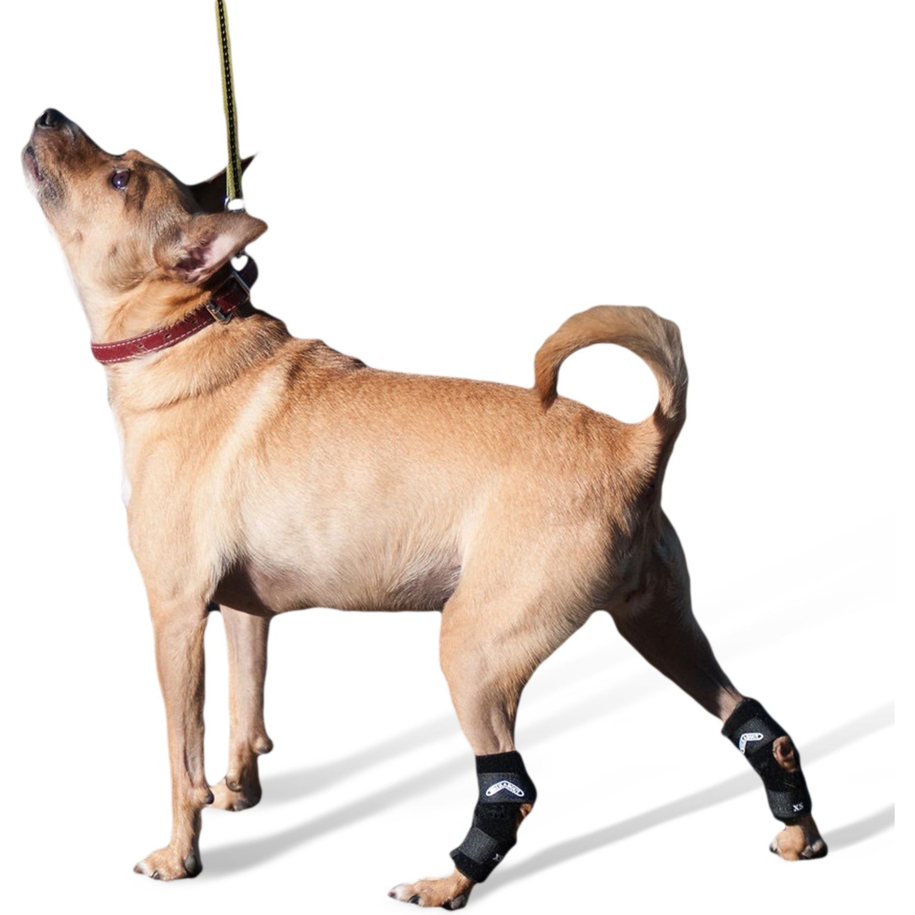 WALKABOUT Hock Support Dog & Cat Brace, Medium/Large