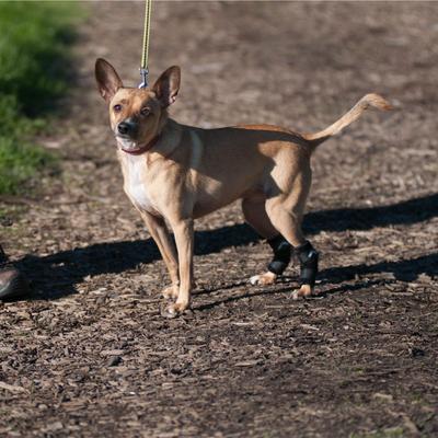 Show full view: WALKABOUT Hock Support Dog & Cat Brace, Medium/Large slide 4 of 7