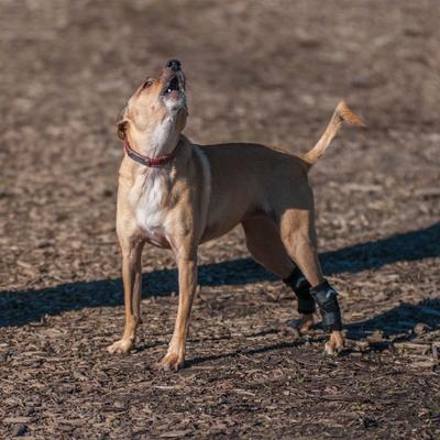 Show full view: WALKABOUT Hock Support Dog & Cat Brace, Medium/Large slide 6 of 7