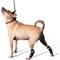 Show in main carousel: WALKABOUT Hock Support Dog & Cat Brace, Small slide 1 of 7