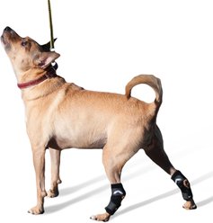 WALKABOUT Hock Support Dog & Cat Brace, X-Small