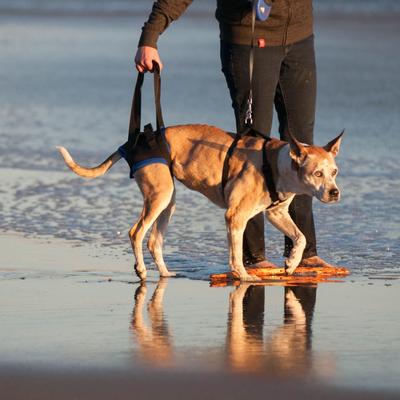 Show full view: WALKABOUT Original Back End Harness, Black, Medium/Small slide 4 of 7