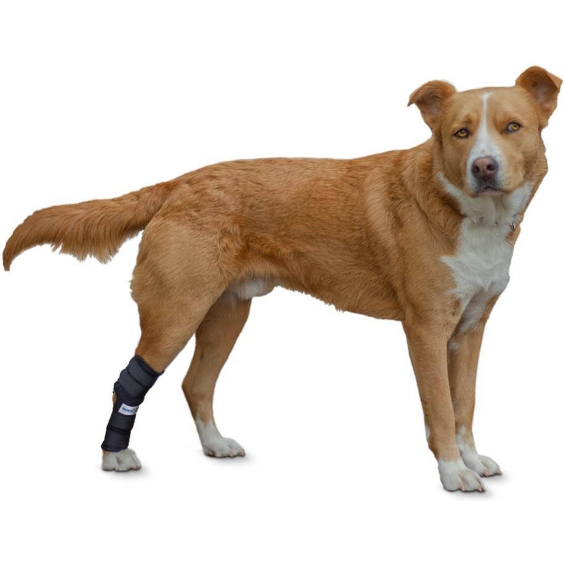 Walkin' Pets Dog Walkin' Hock Hugger, Black, Small