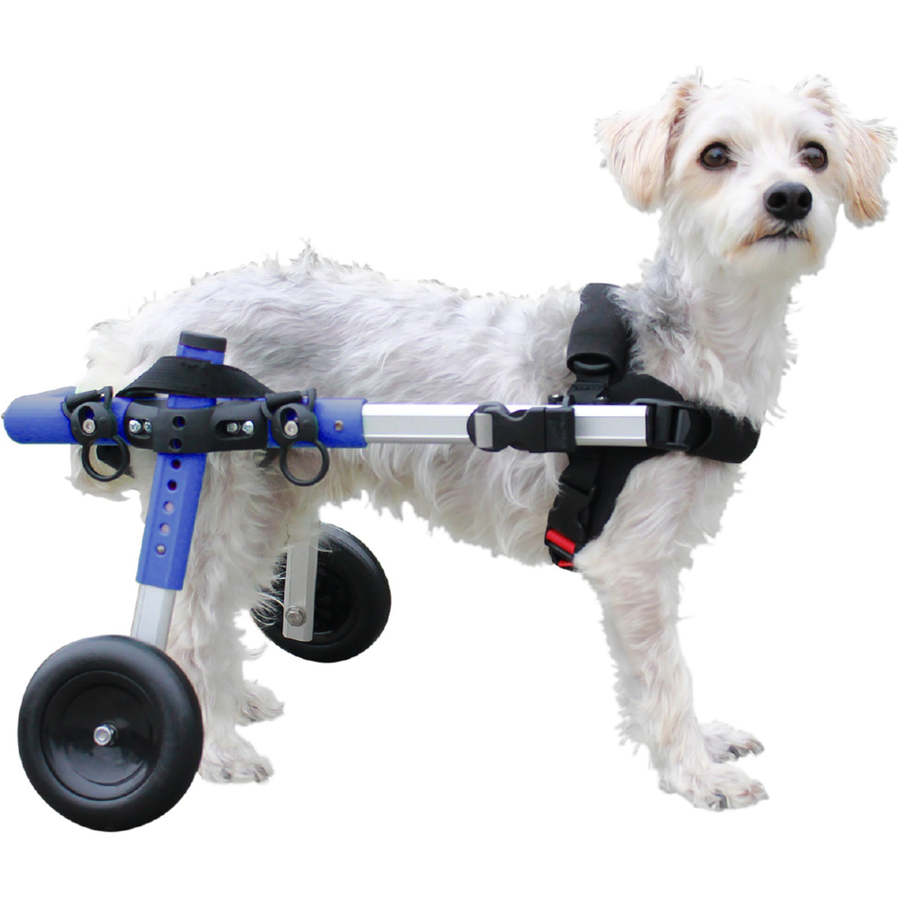 Walkin' Pets Small Dog Wheelchair, Blue, 11-14 lbs, 7-8" rear leg height